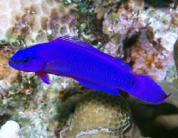 Fridman's dottyback, diffucult shot as these never seem t... by Nikki Van Veelen 